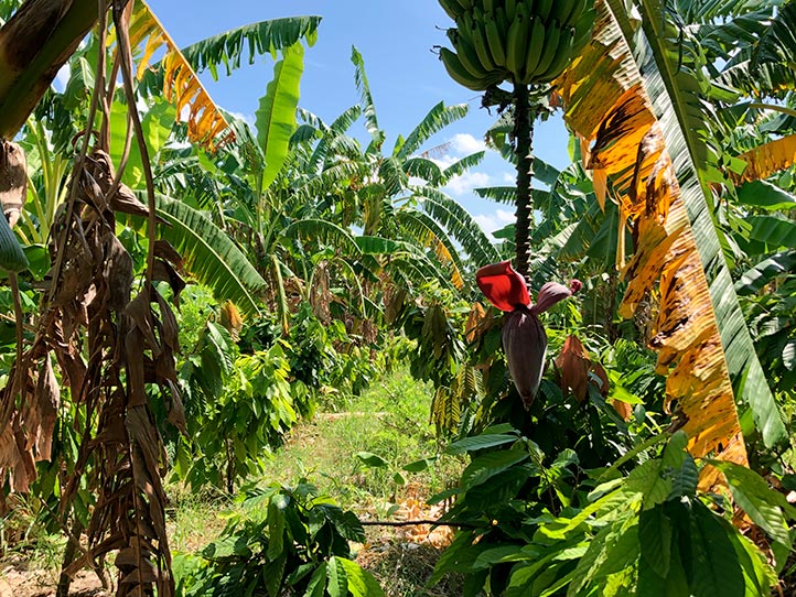 Sistema agroforestal cacao-plátano en parcela de un productor de San Rafael