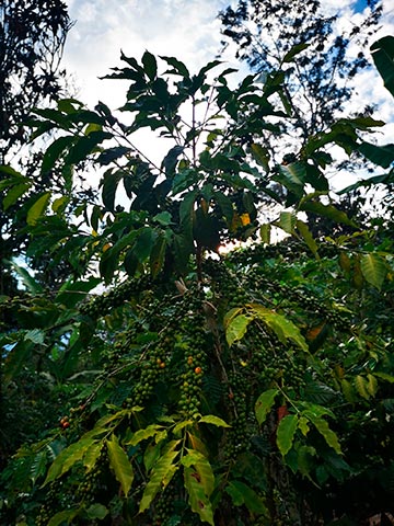 Las áreas cafetaleras coinciden con las regiones más ricas y diversas en flora y fauna