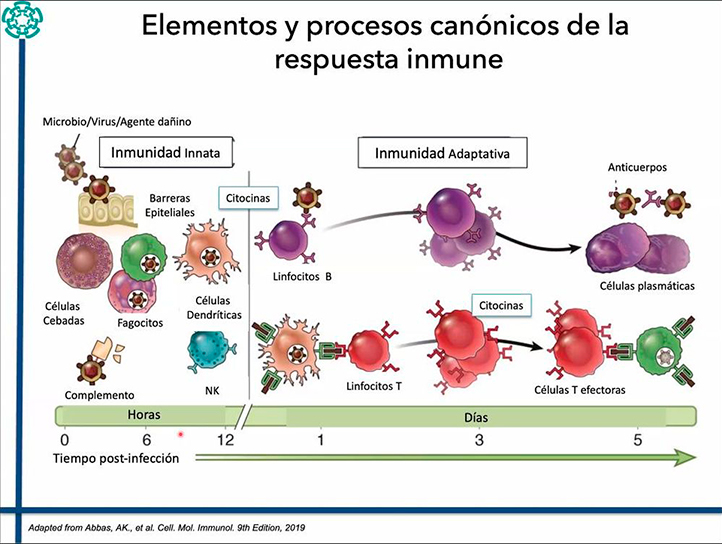 Características de inmunidad innata y adaptativa 