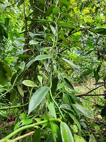 Planta de vainilla cultivada en un sistema de acahual 