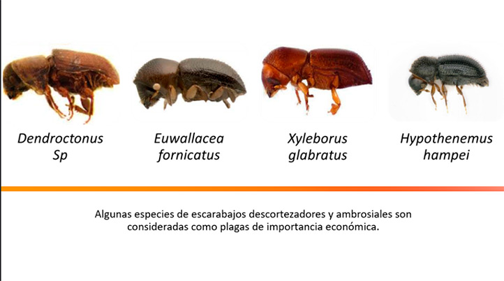 Algunas especies de escarabajos son consideradas plagas de importancia económica