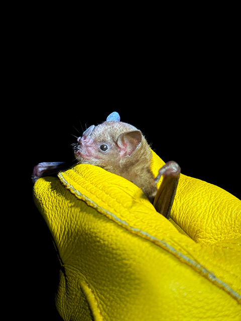 Los murciélagos proporcionan servicios ambientales a las zonas urbanas, explicó la alumna 