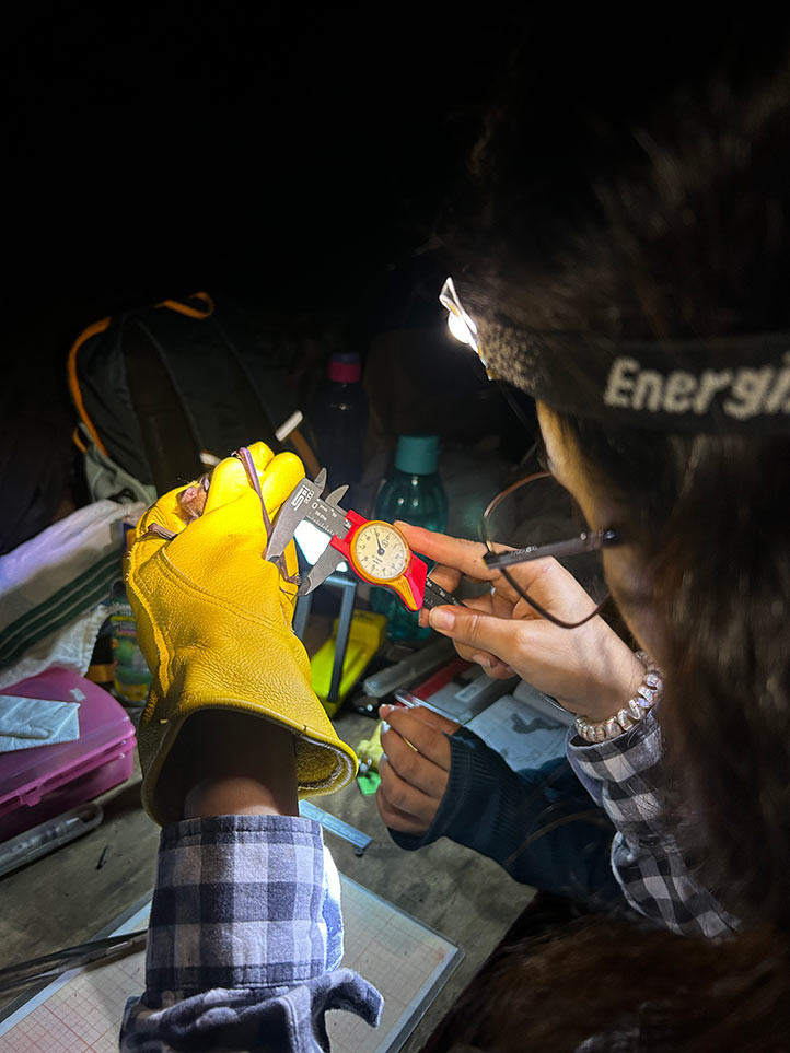 Su área de estudio es el bosque mesófilo al interior del parque Agrobosque Kaná 