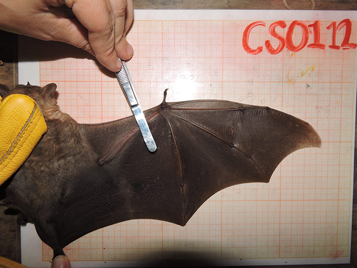 La universitaria realizó un registro de los murciélagos que visitan dicha área recreativa en la capital veracruzana 