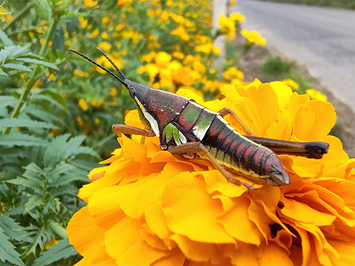 El dilema ecológico permite conocer respuestas espontáneas ante cuestiones como el gusto por animales no comunes ni populares 