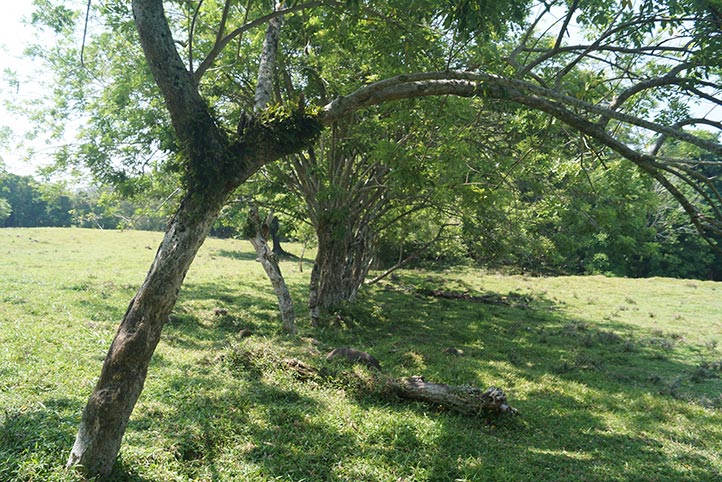 En la región de Los Tuxtlas, desarrolla el proyecto “Interacciones entre aves y plantas epífitas en diferentes tipos de vegetación en un paisaje antropizado 