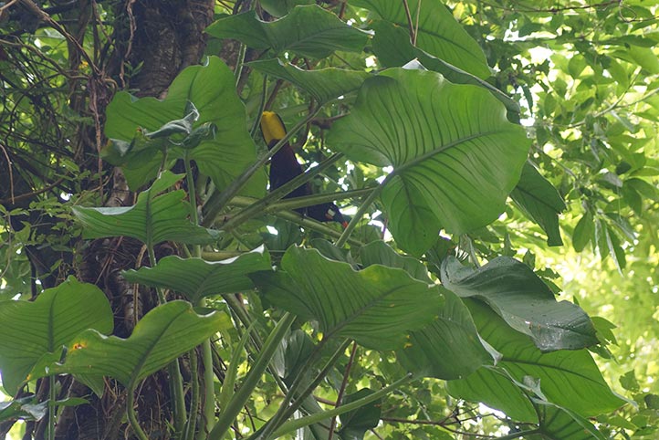 El proyecto se enfoca en analizar cómo las aves interactúan con las epífitas 