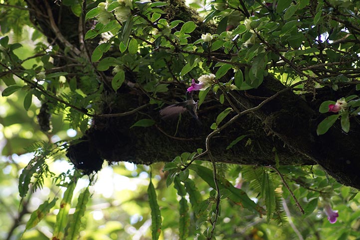 Cameras Flores busca entender cómo se manifiestan las interacciones en ambientes con distintos grados de transformación humana en la región de Los Tuxtlas, Veracruz 