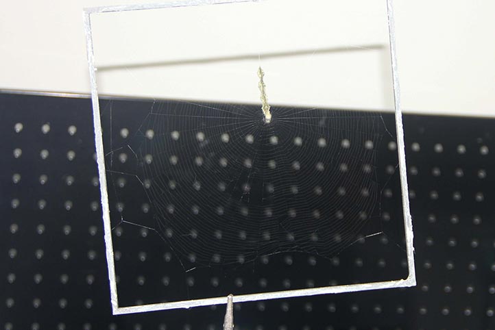 La especie Allocyclosa bifurca mostró una disminución en la cantidad de presas capturadas, en el diseño de la telaraña e incluso en su posición para evitar a los depredadores 