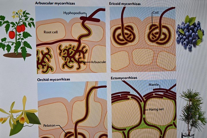 Con esta actividad se busca reforzar el proceso de enseñanza-aprendizaje en el área agronómica fuera del entorno de las aulas