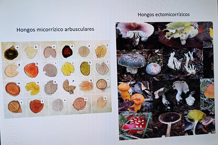 Explorando la Simbiosis: Hongos en el bosque y su rol ante el Cambio Climático, fue tema de una de las cinco pláticas