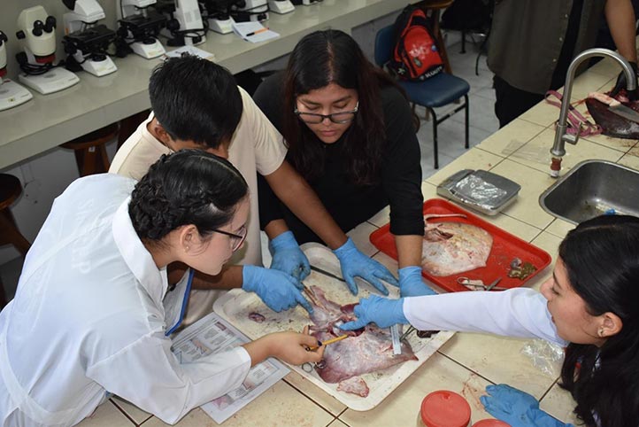 Estudiantes de posgrado participaron en el curso-taller “Biología reproductiva en tiburones y rayas” en la Universidad Laica “Eloy Alfaro” de Manabí (ULEAM), en Manta, Ecuador