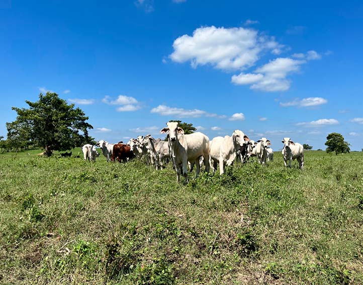 Vacas Nelore en pastoreo extensivo rotacional 
