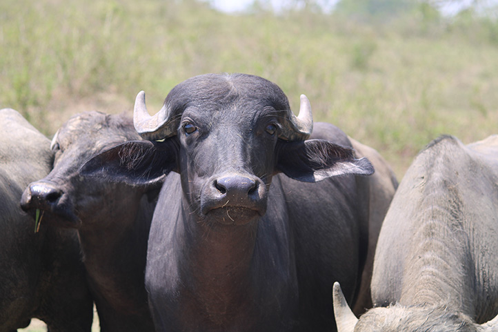 Búfalo de agua de la especie Mediterránea 