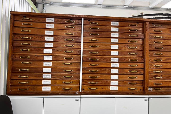 La colección de mamíferos del IIB, está registrada ante la Semarnat  