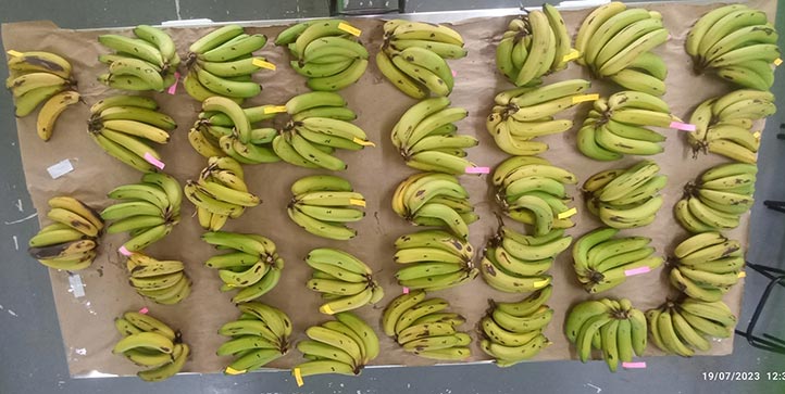 El plátano es uno de los cultivos que registra mayor producción en Veracruz, por eso se utilizó para el estudio 