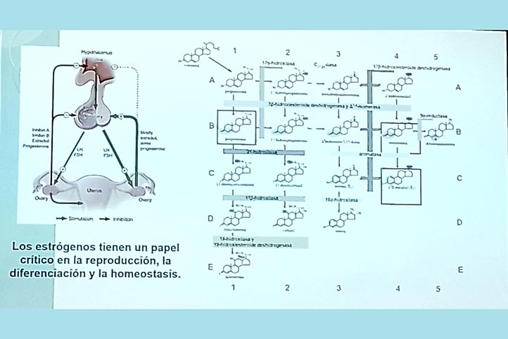 Los estrógenos tienen un papel crítico en la reproducción, la diferenciación y la homeostasis 
