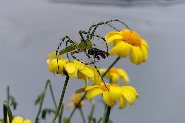 La araña lince verde es un agente biológico de control de plagas 