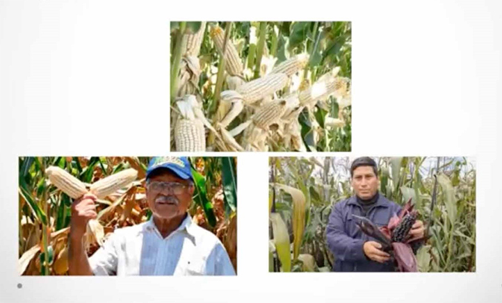 Huertos, laboratorios vivos 2: Se estima que sumando la producción de Sinaloa en el ciclo primavera-verano 2024, que fue de 18.5 millones de toneladas, se superarán los 20 millones de toneladas que asegura el abasto nacional de maíz blanco