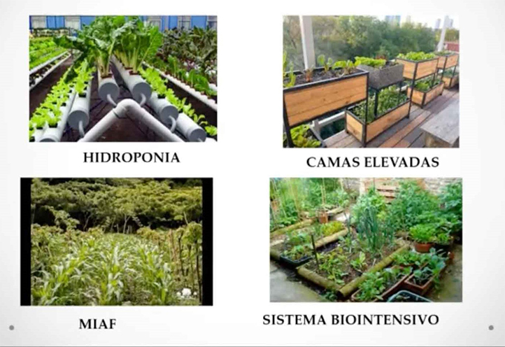 El huerto como estrategia de la construcción de la seguridad alimentaria 