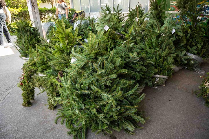 Los pinos son en realidad elaborados con las ramas que se van trenzando por las mujeres de la cooperativa para darles esa forma