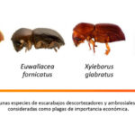 Imagen Estudiante UV propone semioquímicos para control de escarabajos