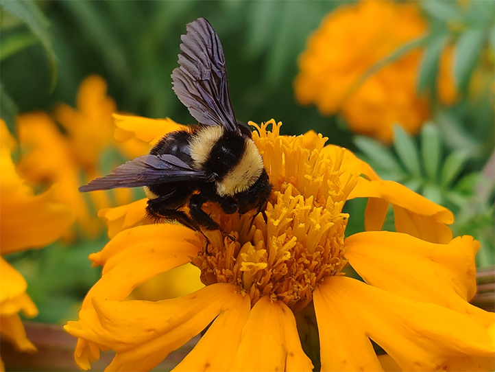 Descripción de la imagen