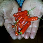 El chiltepín es nativo de la comunidad