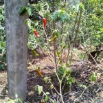 Arbusto de chile congo