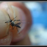 Aedes aegypti es vector común del dengue y la fiebre chikungunya (Foto: CCT)