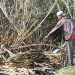 Las condiciones de los campesinos no mejoraron en lo sustantivo