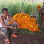 Los nahuas del sur cultivan flores para la ocasión