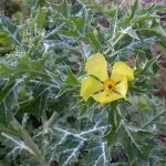 Argemone mexicana. También tiene efectos ansiolíticos y antidepresivos