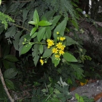 Verbesina persicifolia. Es utilizada como analgésico