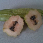 Parmentiera edulis. Disminuye los niveles de glucosa