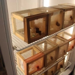 Cámaras bioclimáticas donde se conservan las larvas