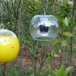 Estación de trampeo o dispensador de cebos tóxicos