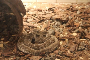 Crotalus simus, conocida como víbora de cascabel