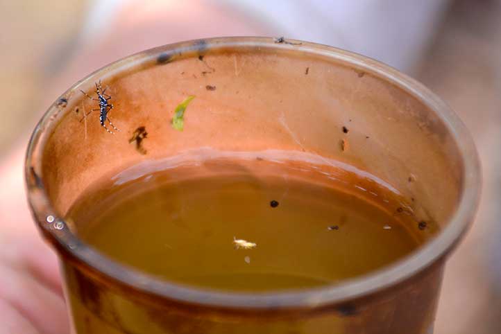 El primer proyecto consiste en estudiar la respuesta inmune al virus del dengue