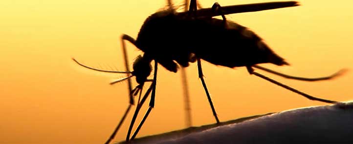 Se contempla investigar la variabilidad entre los virus del dengue y del zika (Foto: Instituto Jenner)