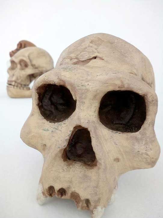 Pieza de Pasos de la evolución humana, en la Galería del Mezzanine