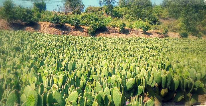 El nopal tiene mucha fibra