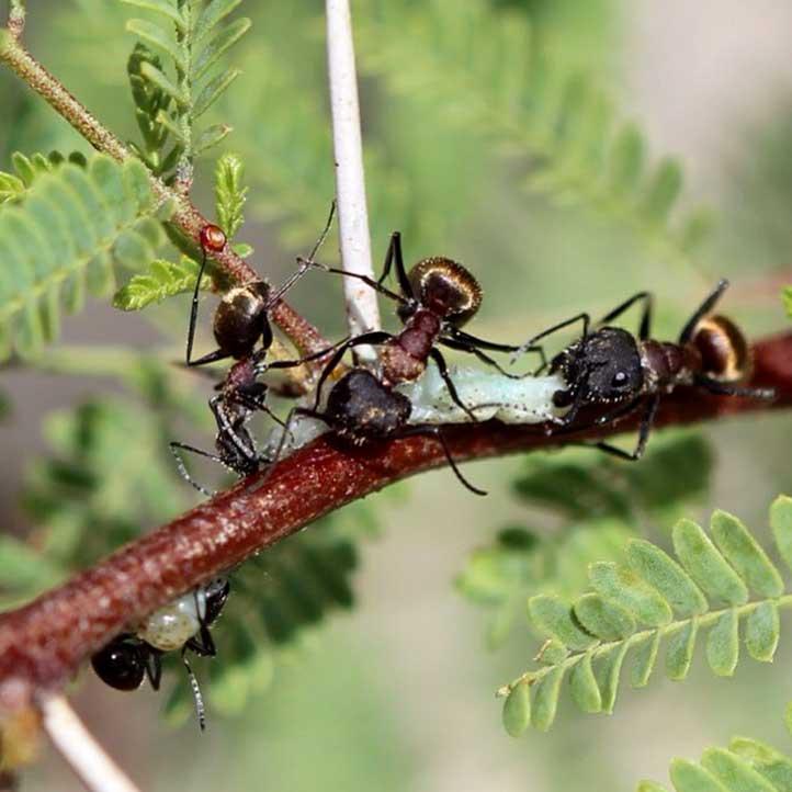 El universitario estudia la interacción hormigas-plantas