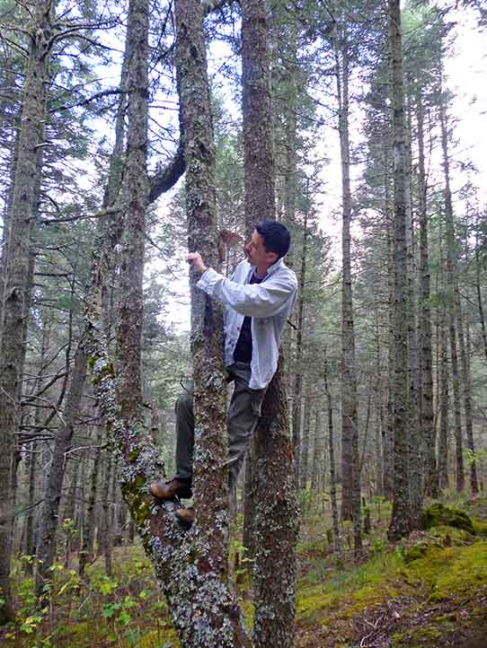 Buscan explicar los patrones de distribución vegetal