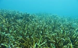 Paisaje de corales por H. Pérez-España