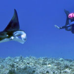 Imagen Licenciatura en Biología Marina (Plan 2024)