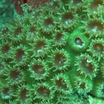 Coral pólipo